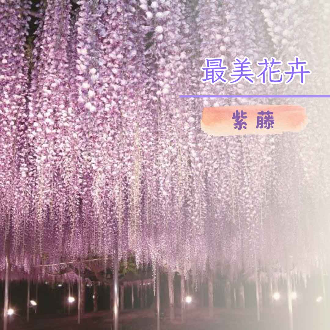 紫藤.jpg