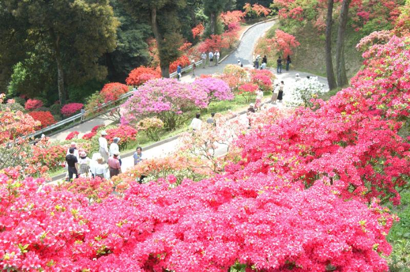 笠間杜鵑花公園