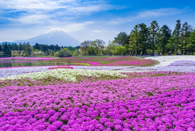 富士芝櫻廣場