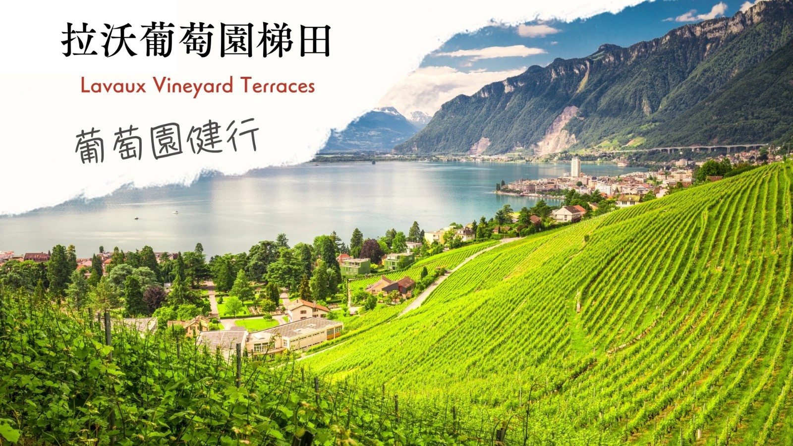 拉沃葡萄